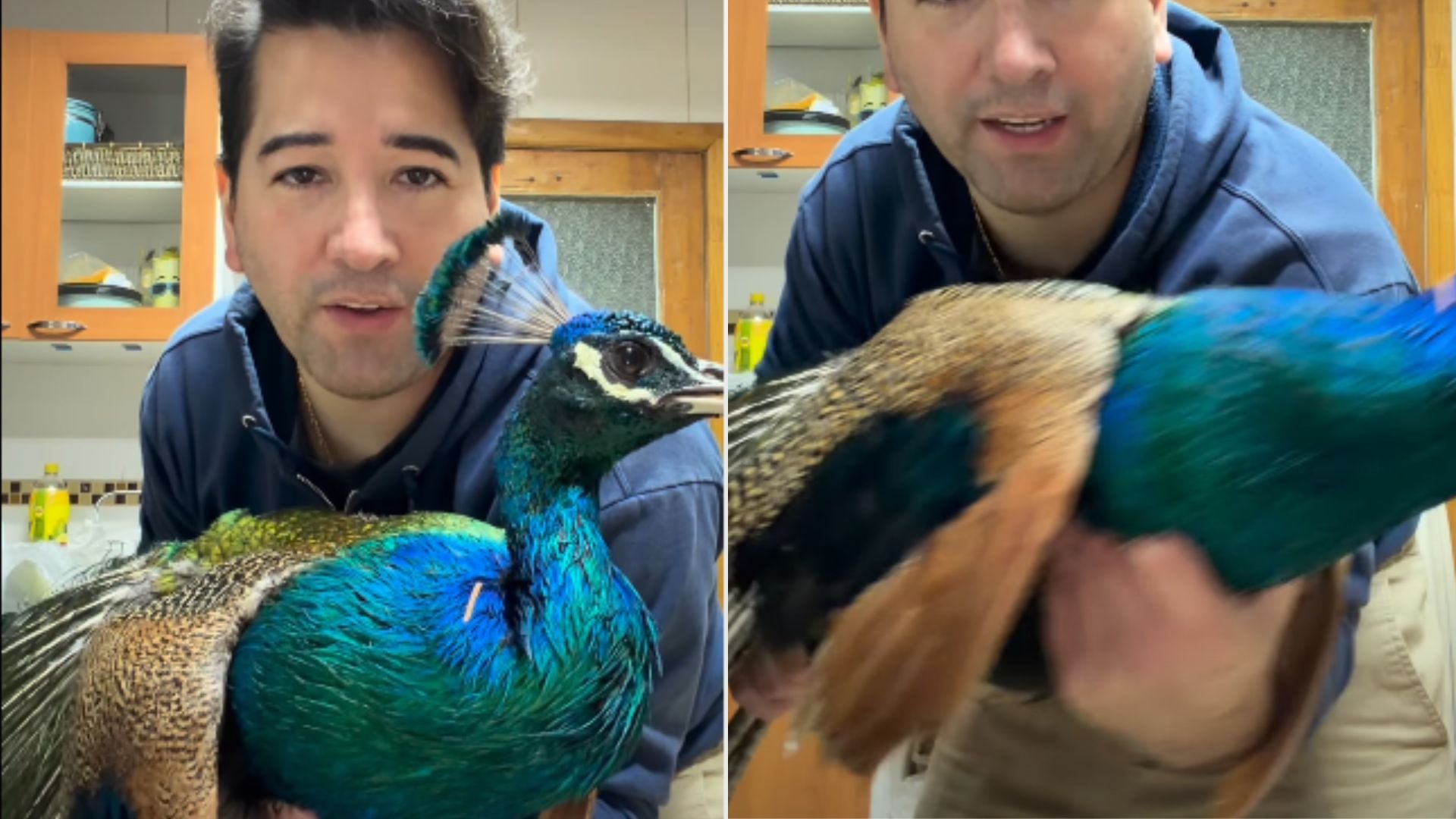 Polémico video de Javier Olivares con su pavo real desató críticas por maltrato animal: “Hoy me tocó hacer corte de alas”